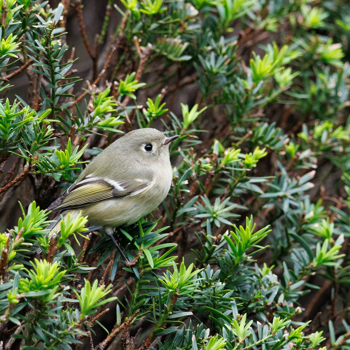 Ruby-crowned Kinglet - ML610153514
