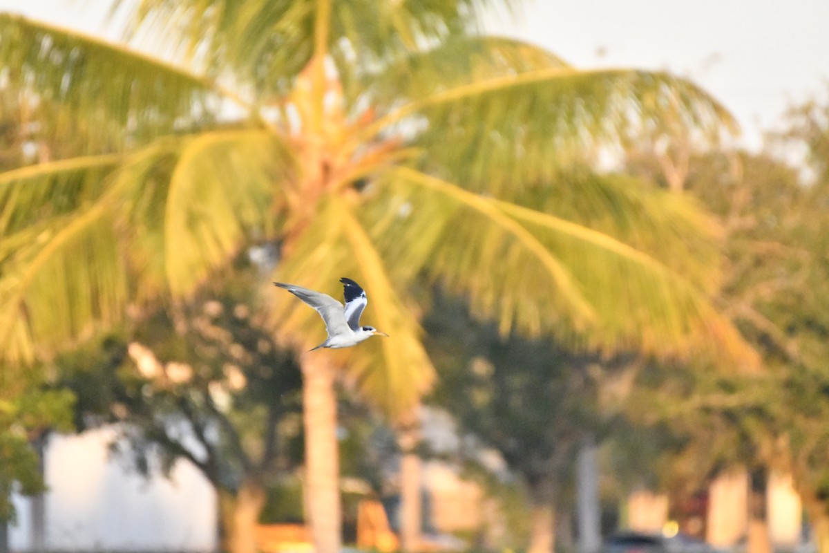 Large-billed Tern - ML610153516