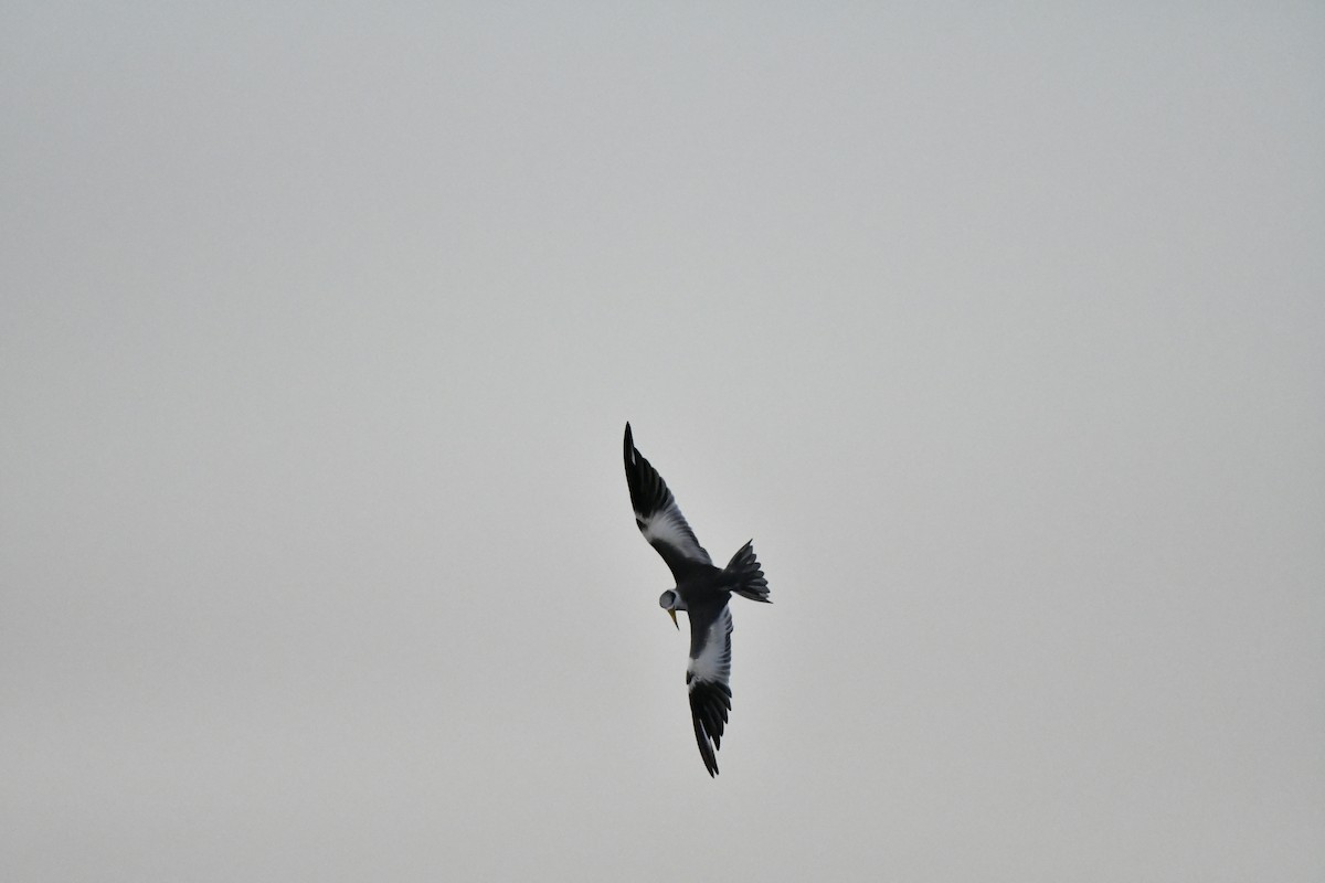 Large-billed Tern - ML610153517