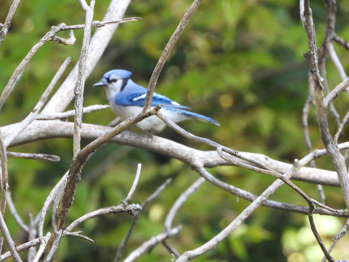 Blauhäher - ML610153526