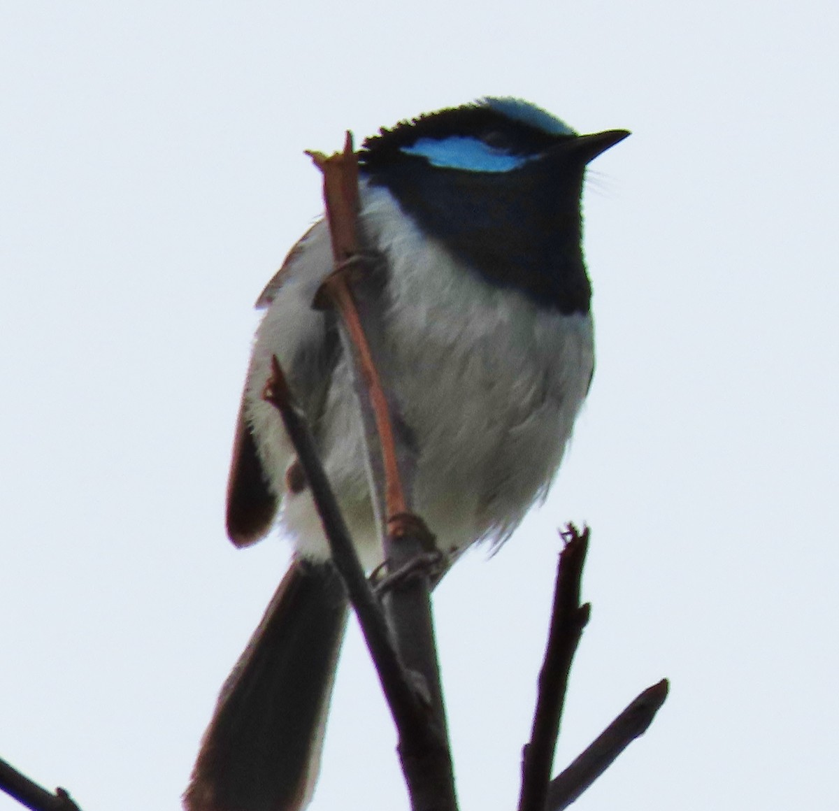 Superb Fairywren - ML610153542