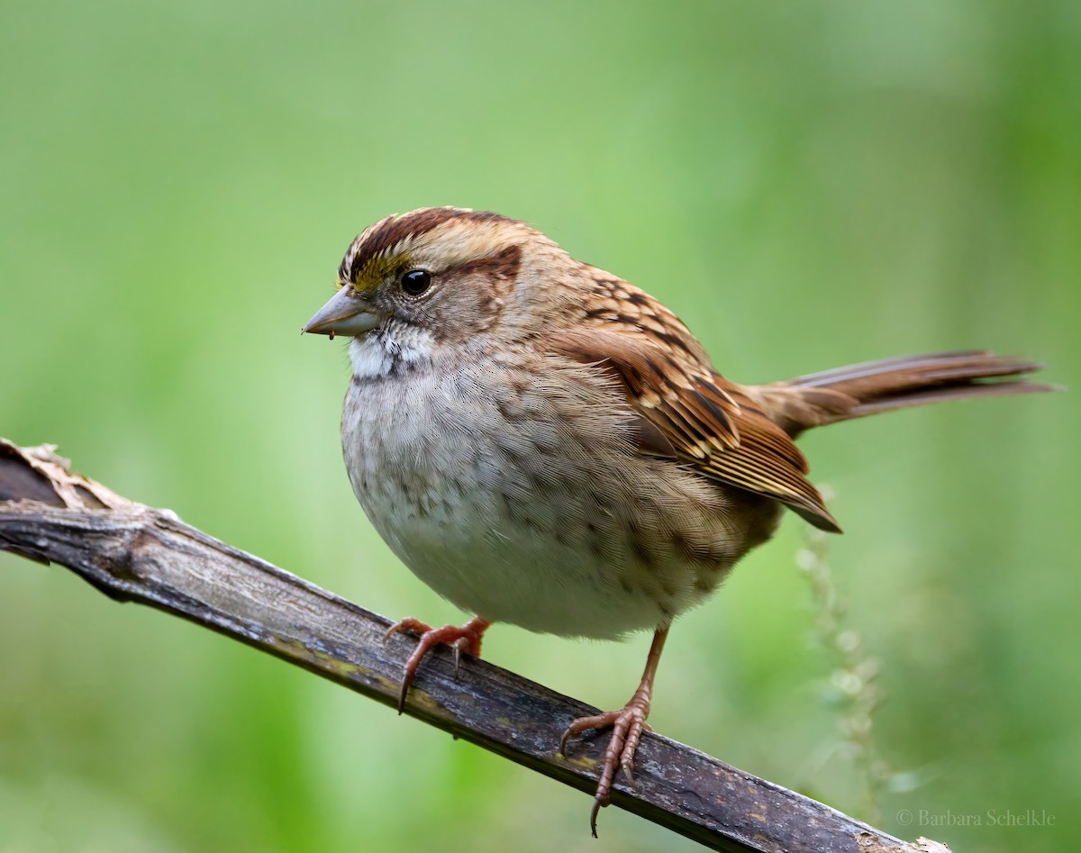 White-throated Sparrow - ML610153642