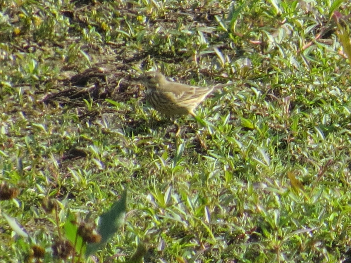 American Pipit - ML610153666