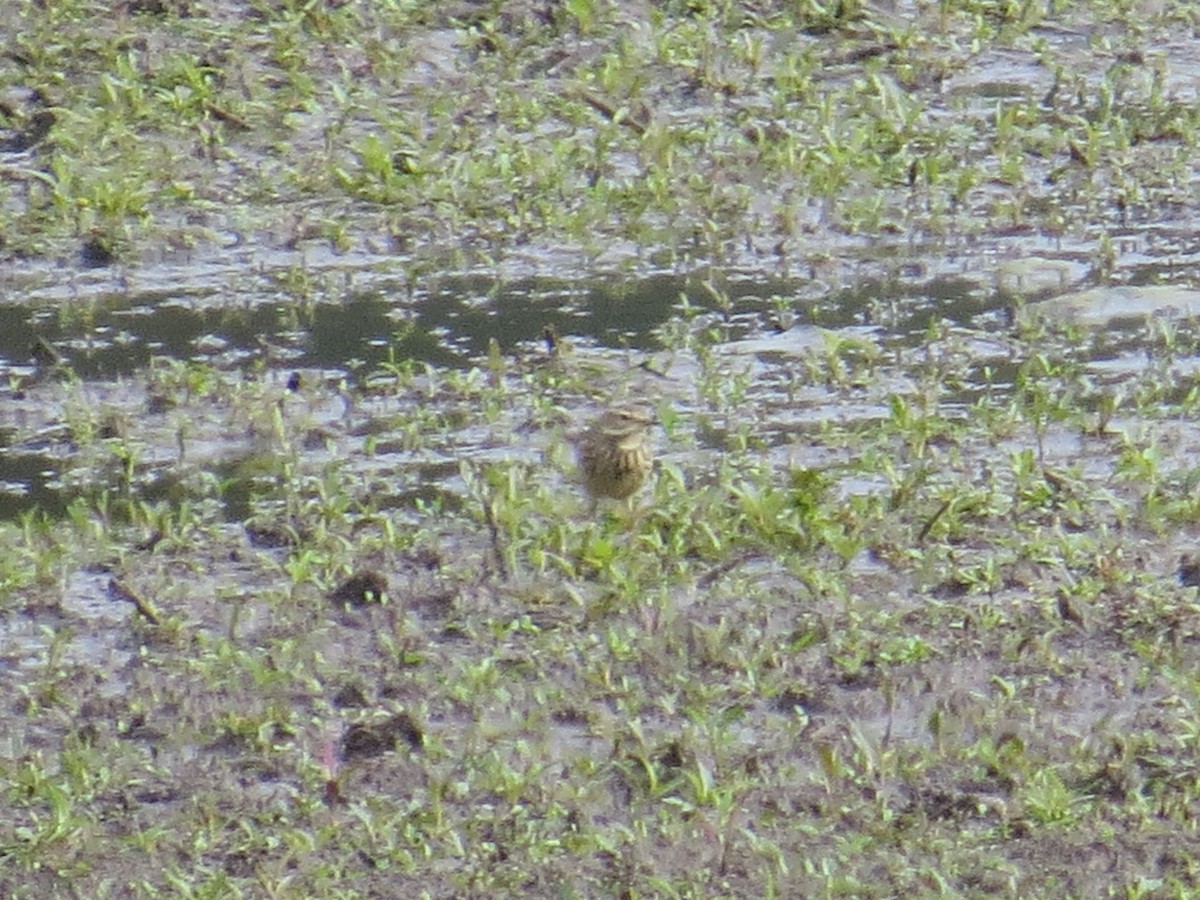 American Pipit - ML610153668