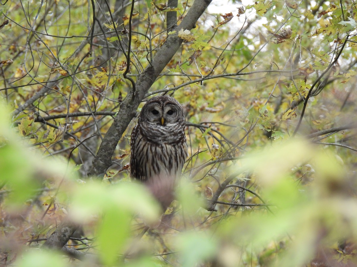 Barred Owl - ML610153874