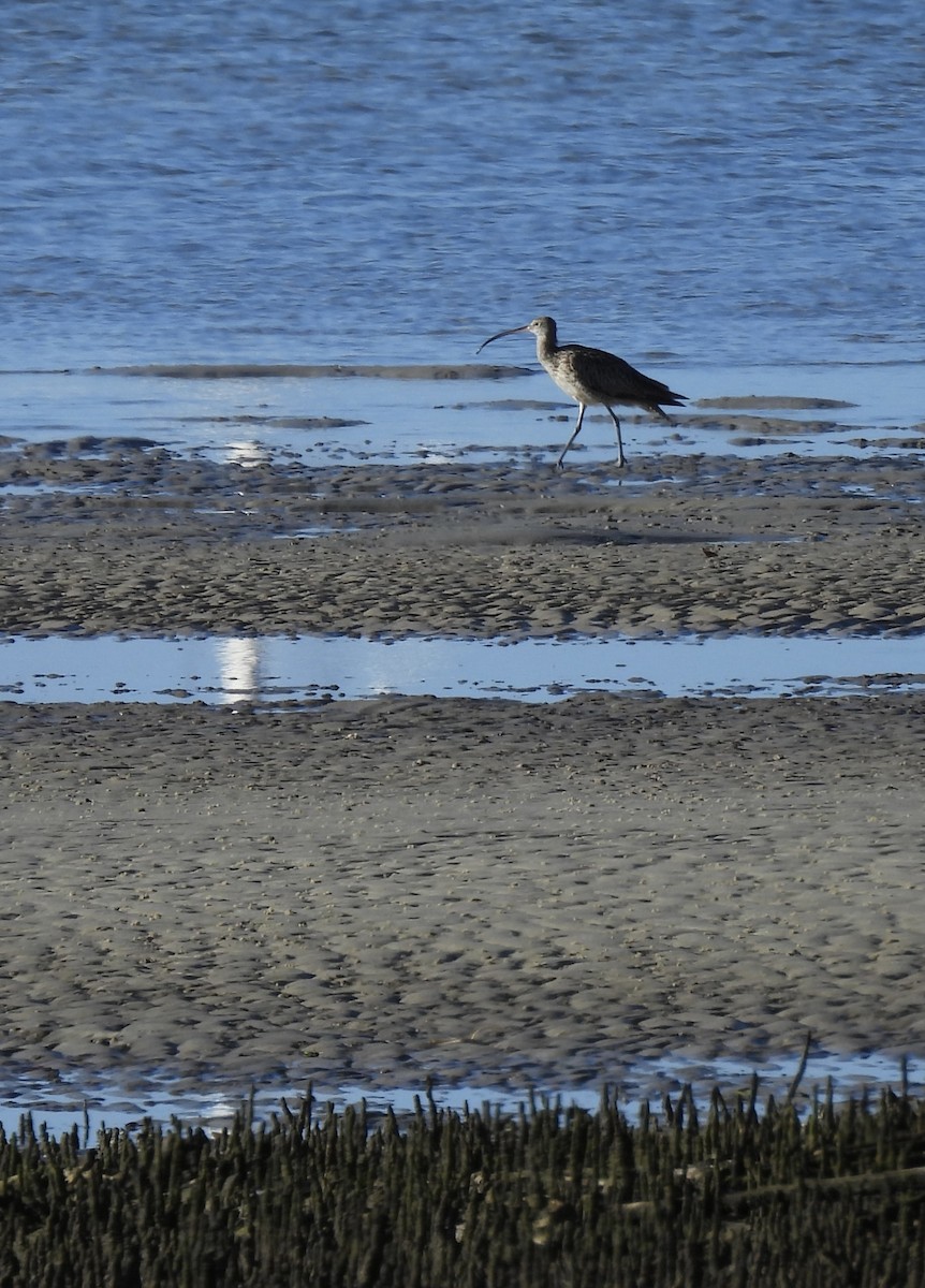 Far Eastern Curlew - ML610153890