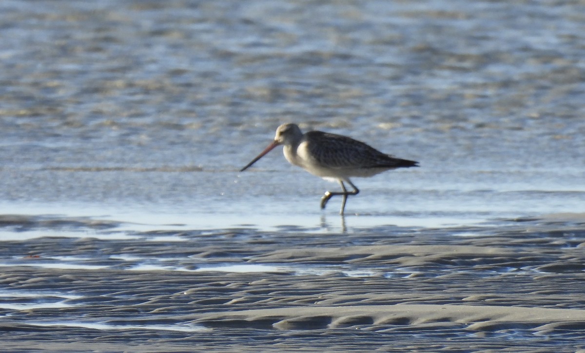 Bar-tailed Godwit - ML610153896