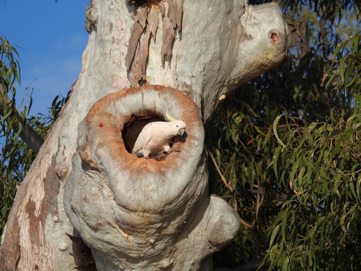 Sulphur-crested Cockatoo - ML610153909