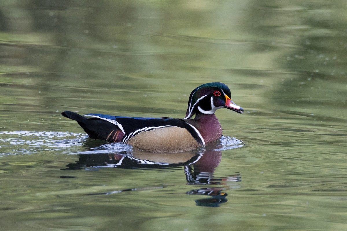 Wood Duck - Alex Tey