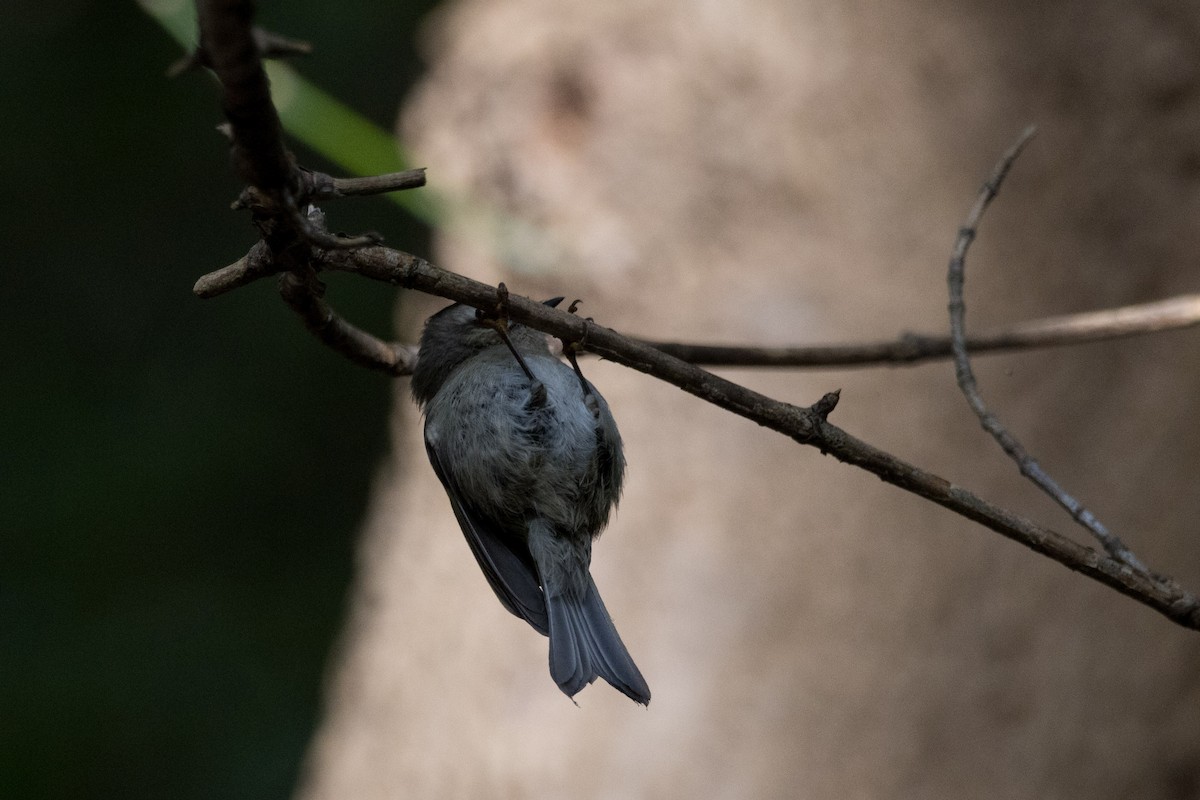 Golden-crowned Kinglet - ML610153966