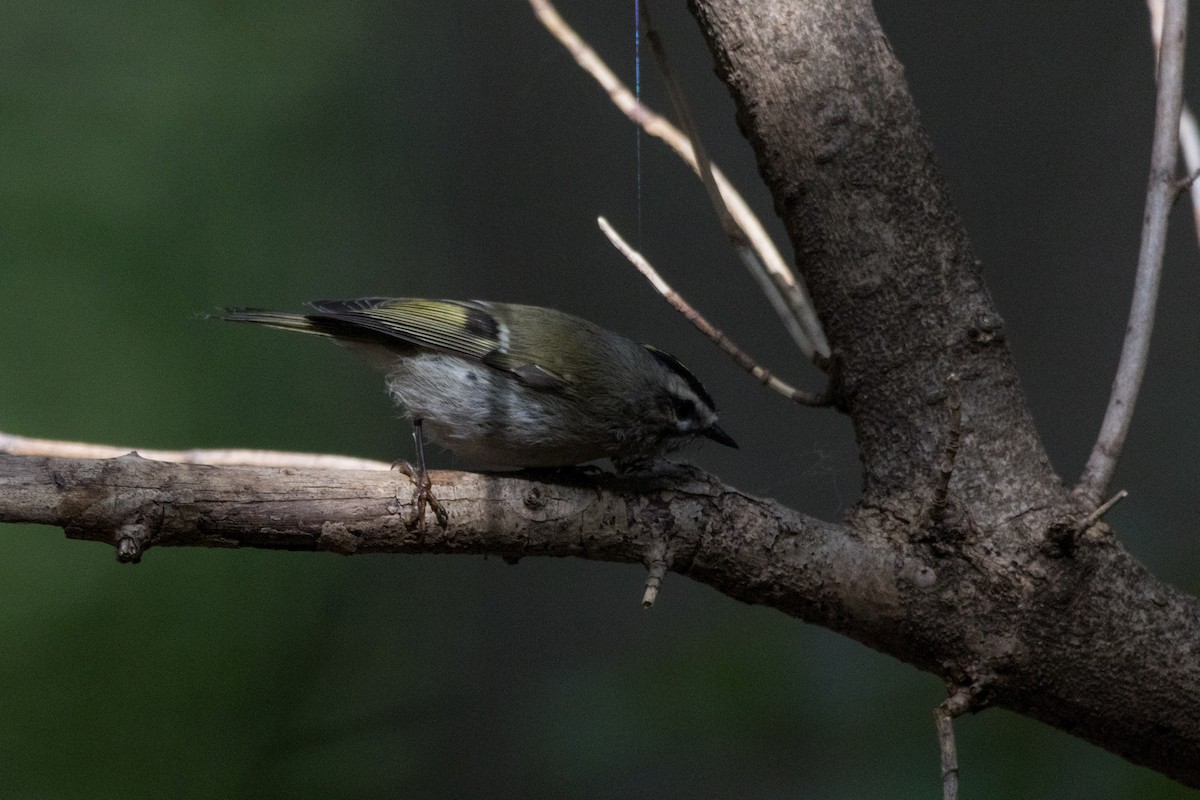 Golden-crowned Kinglet - ML610153967