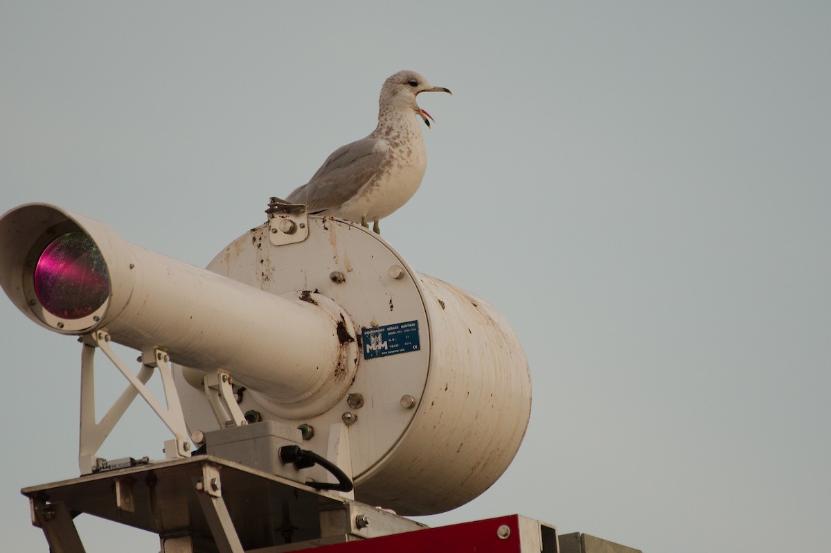 Ring-billed Gull - ML610153982