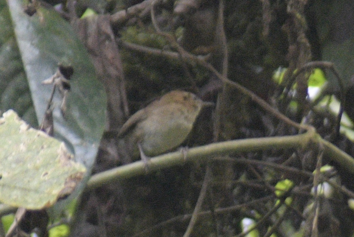 Mountain Wren - ML610154002