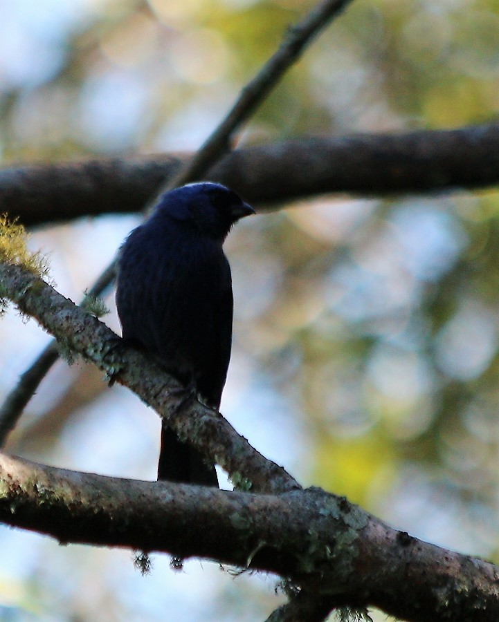 Diademed Tanager - Cláudio Jorge De Castro Filho