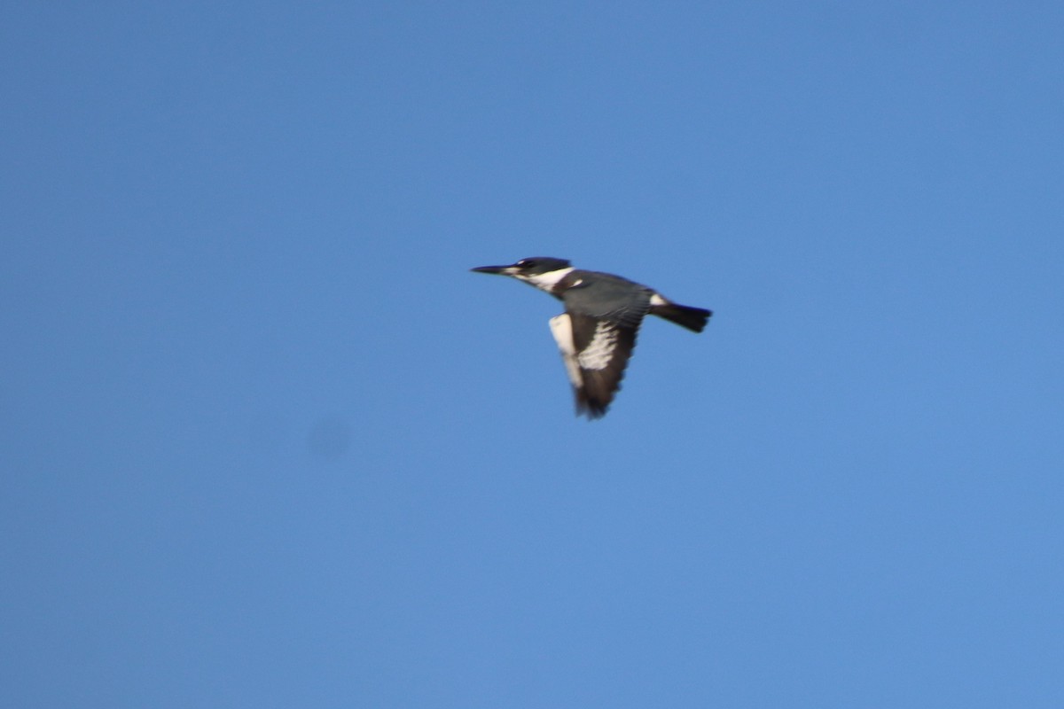 Belted Kingfisher - ML610154076