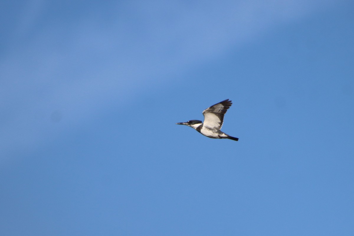 Belted Kingfisher - ML610154089