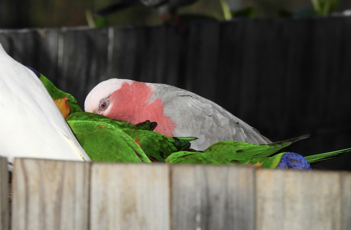 Cacatúa Galah - ML610154096