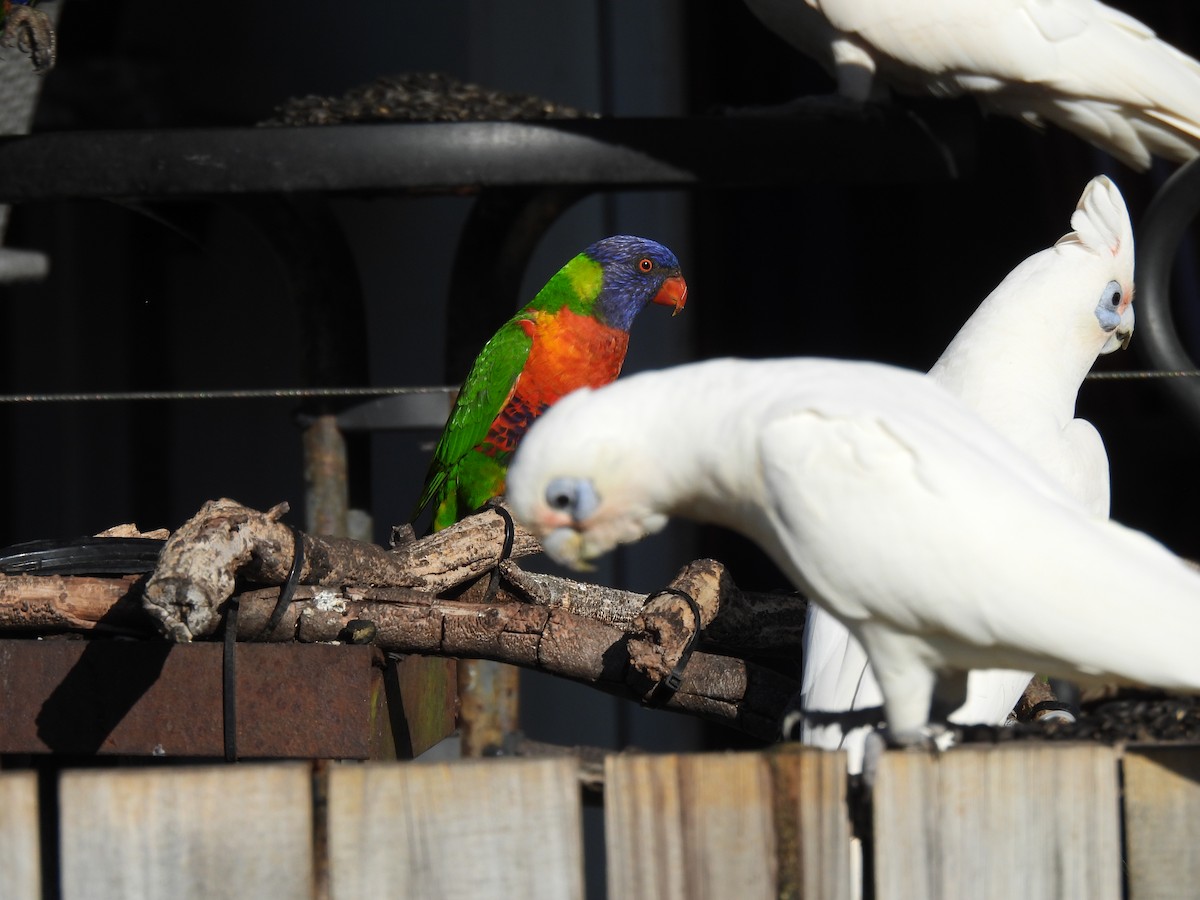 Rainbow Lorikeet - ML610154101