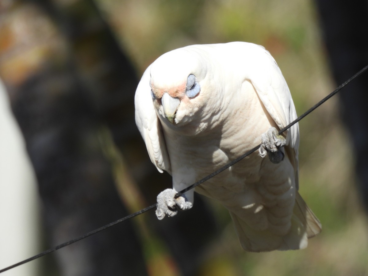 Cacatúa Sanguínea - ML610154105