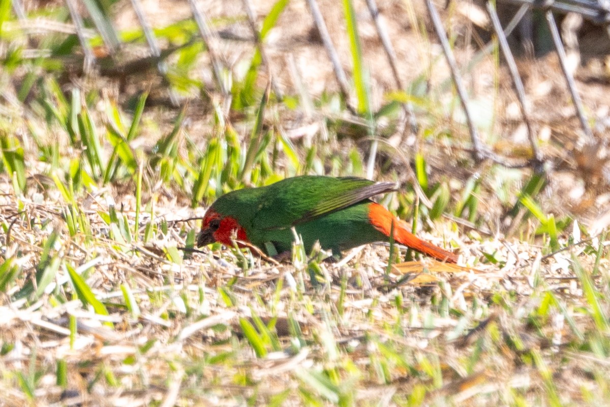 Red-throated Parrotfinch - ML610154163