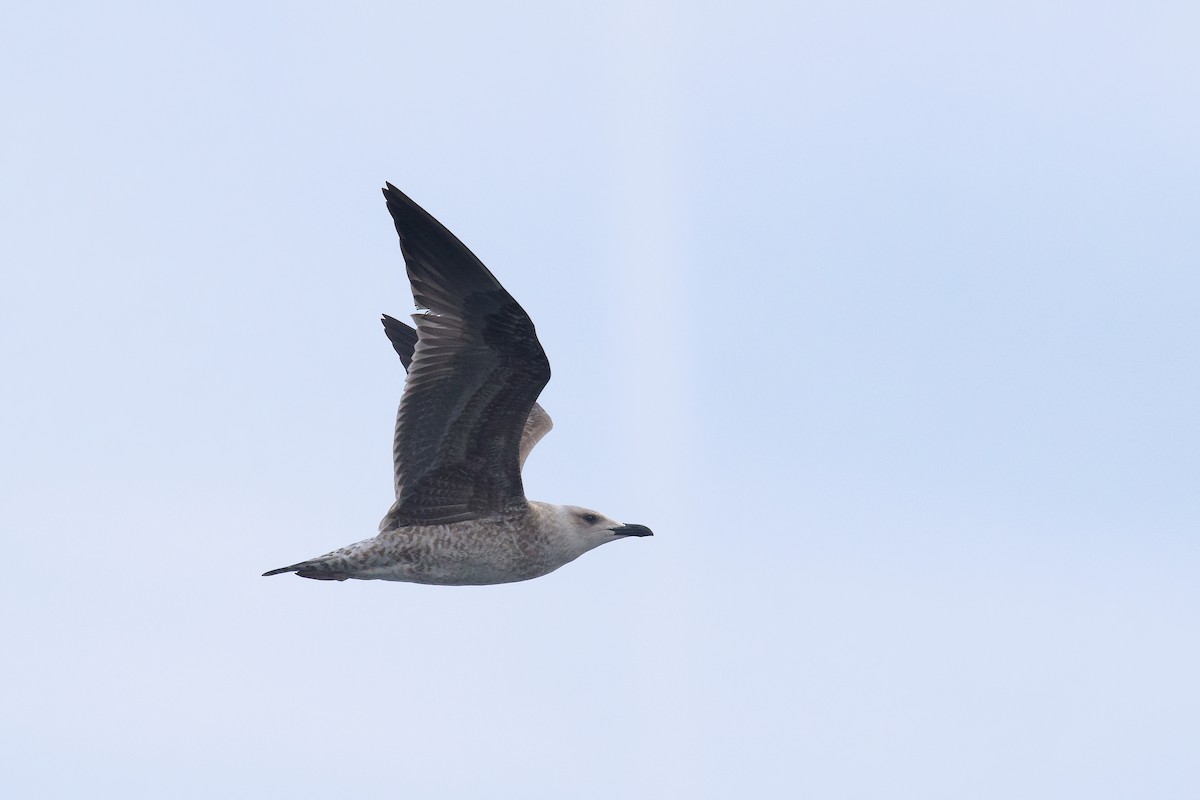 Lesser Black-backed Gull - ML610154238