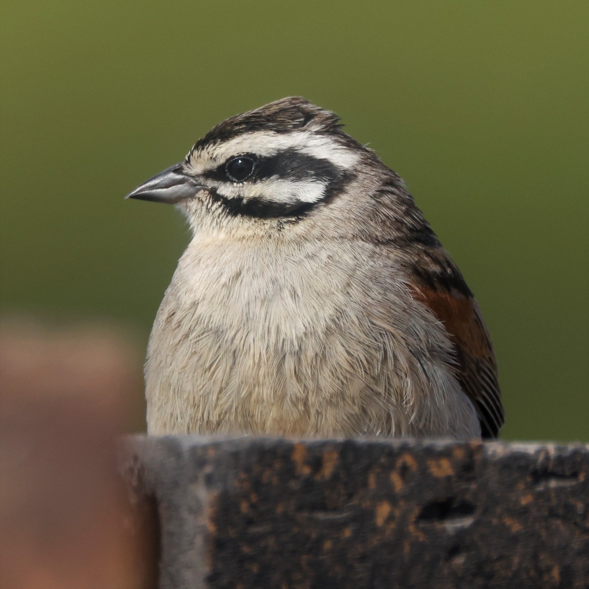 Cape Bunting - ML610154278