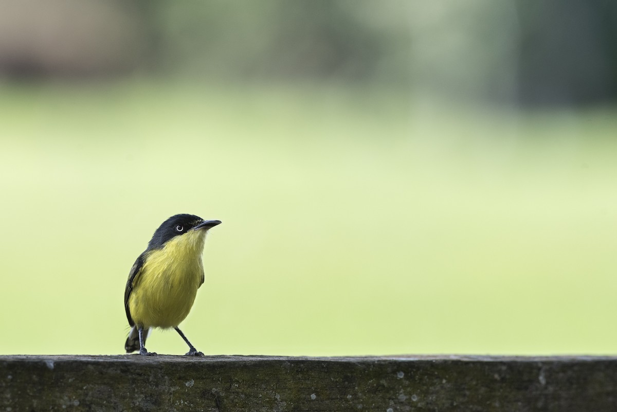 Common Tody-Flycatcher - ML610154295