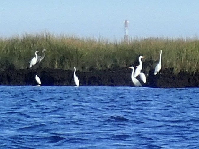 Great Egret - ML610154315