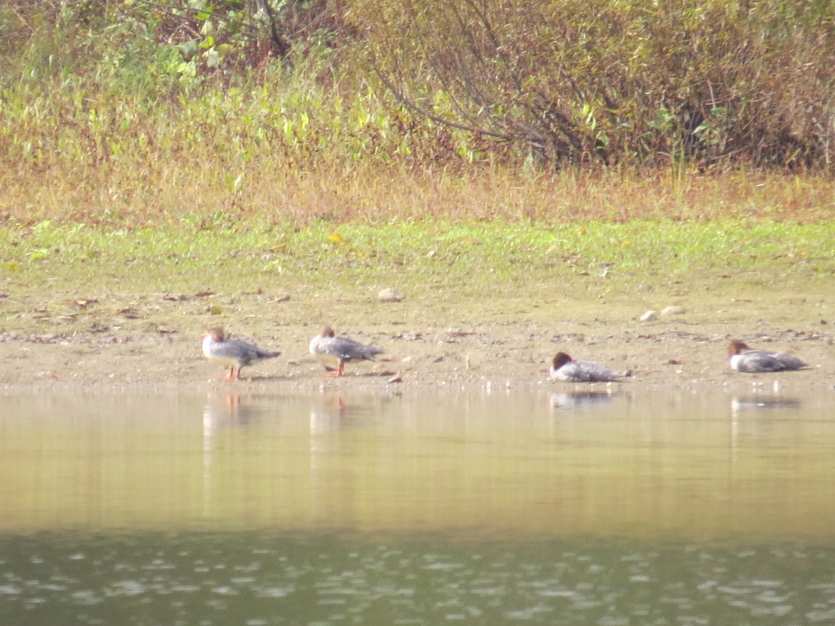 Common Merganser - ML610154420