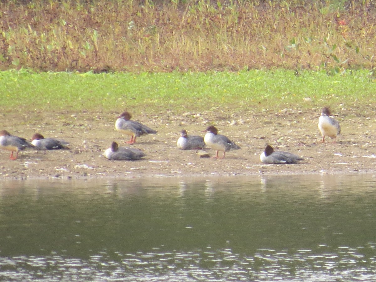 Common Merganser - Ethan Maynard