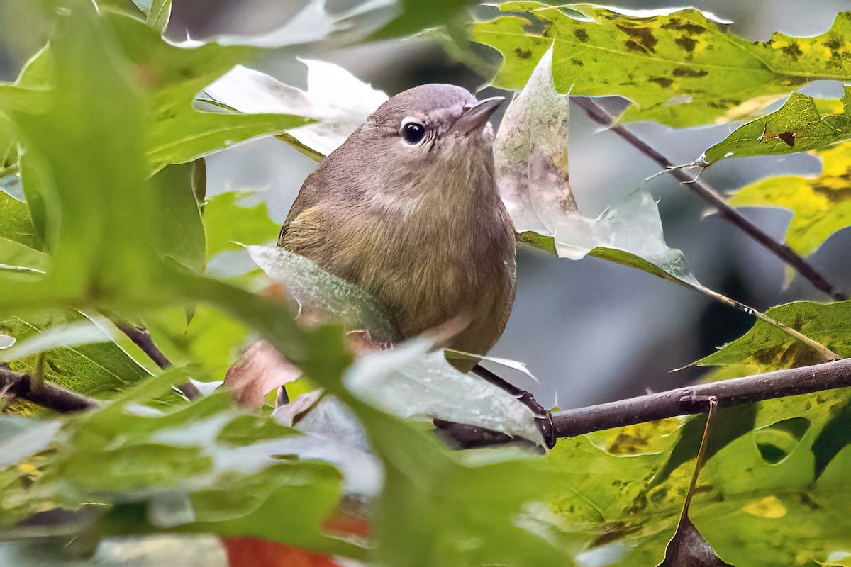 Orange-crowned Warbler - ML610154433