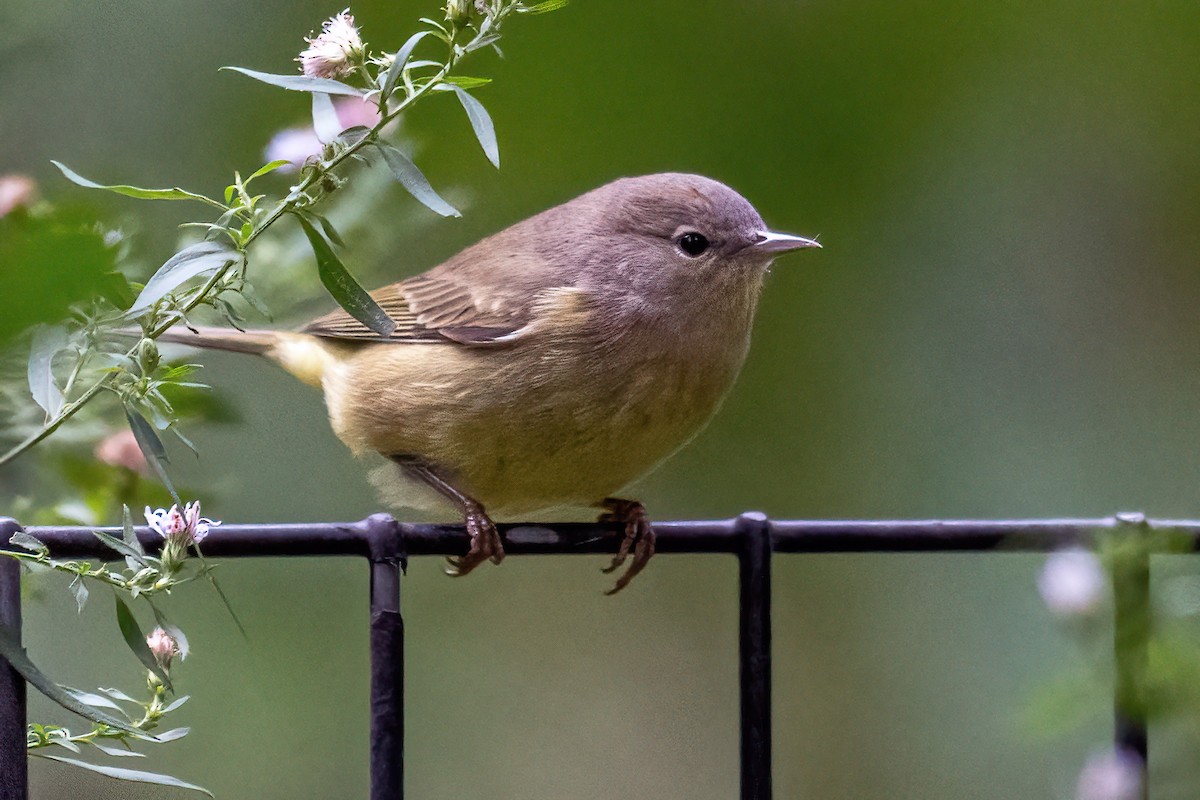Orange-crowned Warbler - ML610154434