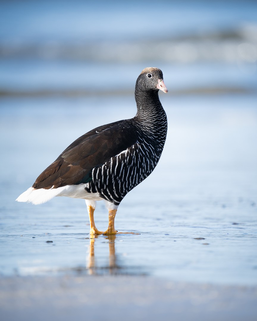 Kelp Goose - ML610154437