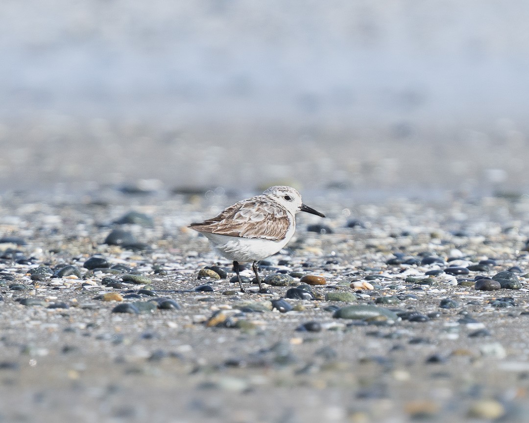 Sanderling - ML610154530