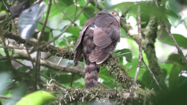 Grausperberkuckuck - ML610154610