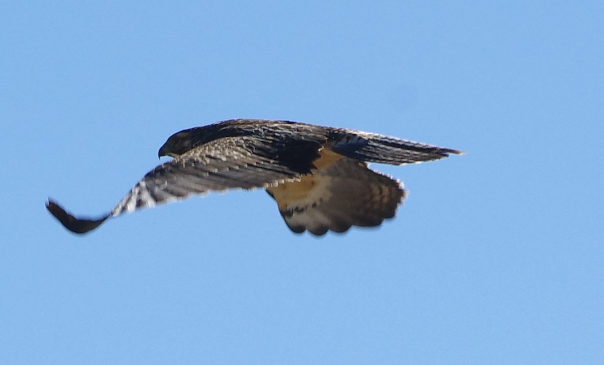 Swainson's Hawk - Brenda Wright