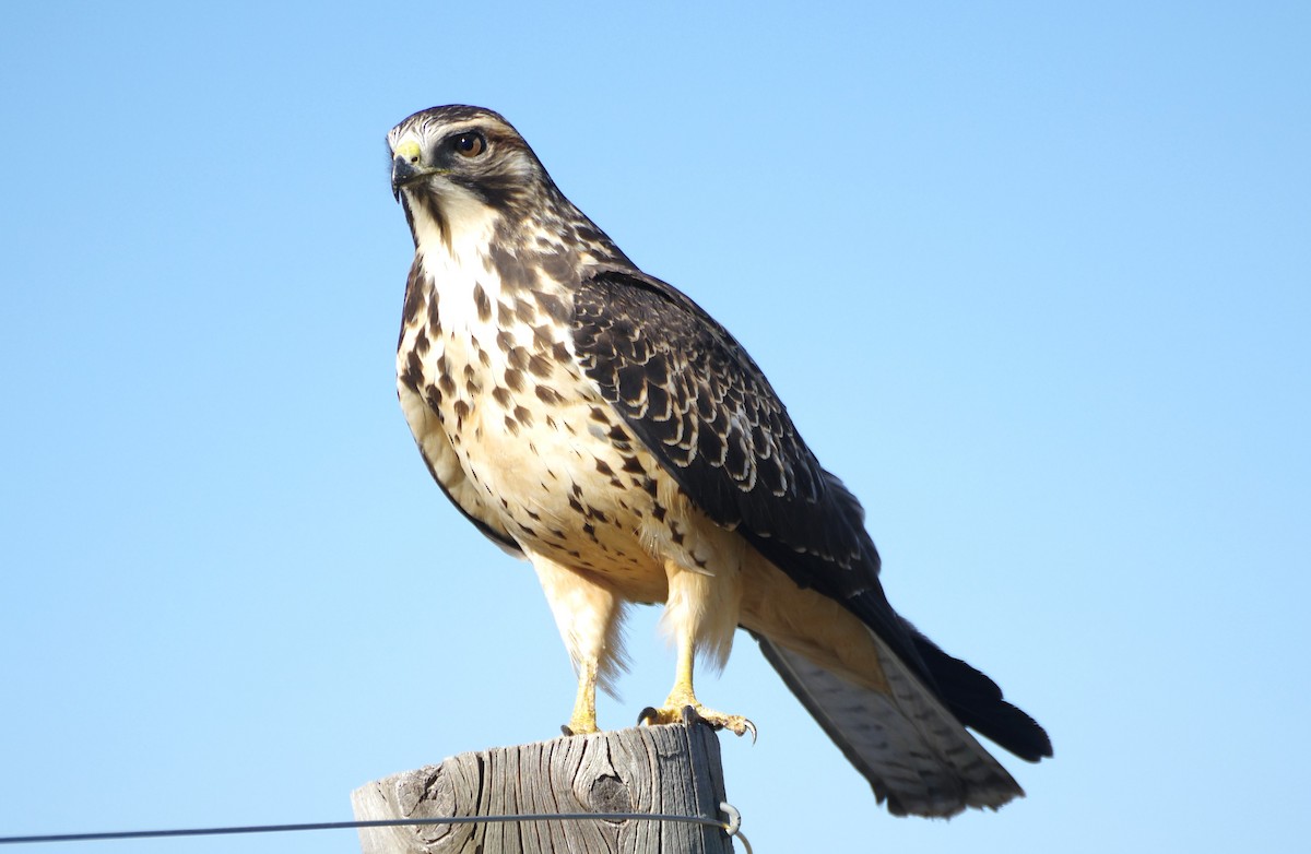 Swainson's Hawk - Brenda Wright