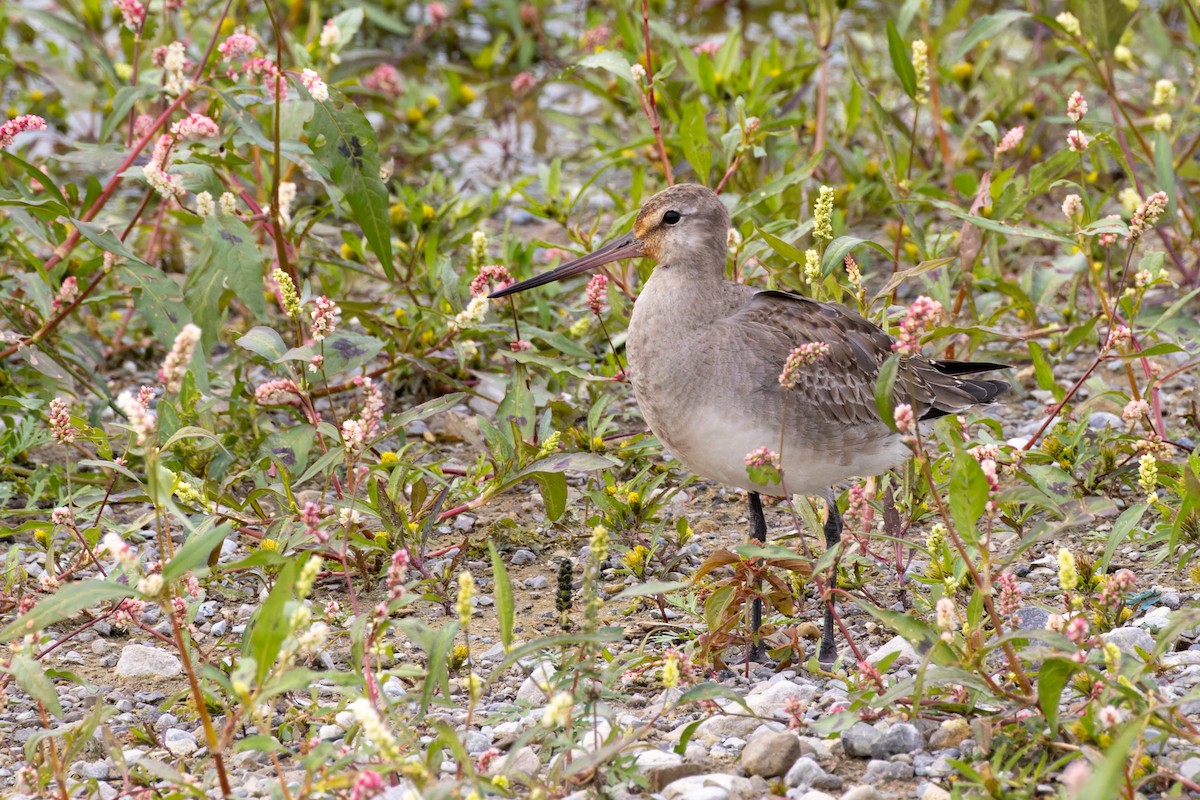 Hudsonian Godwit - ML610154635