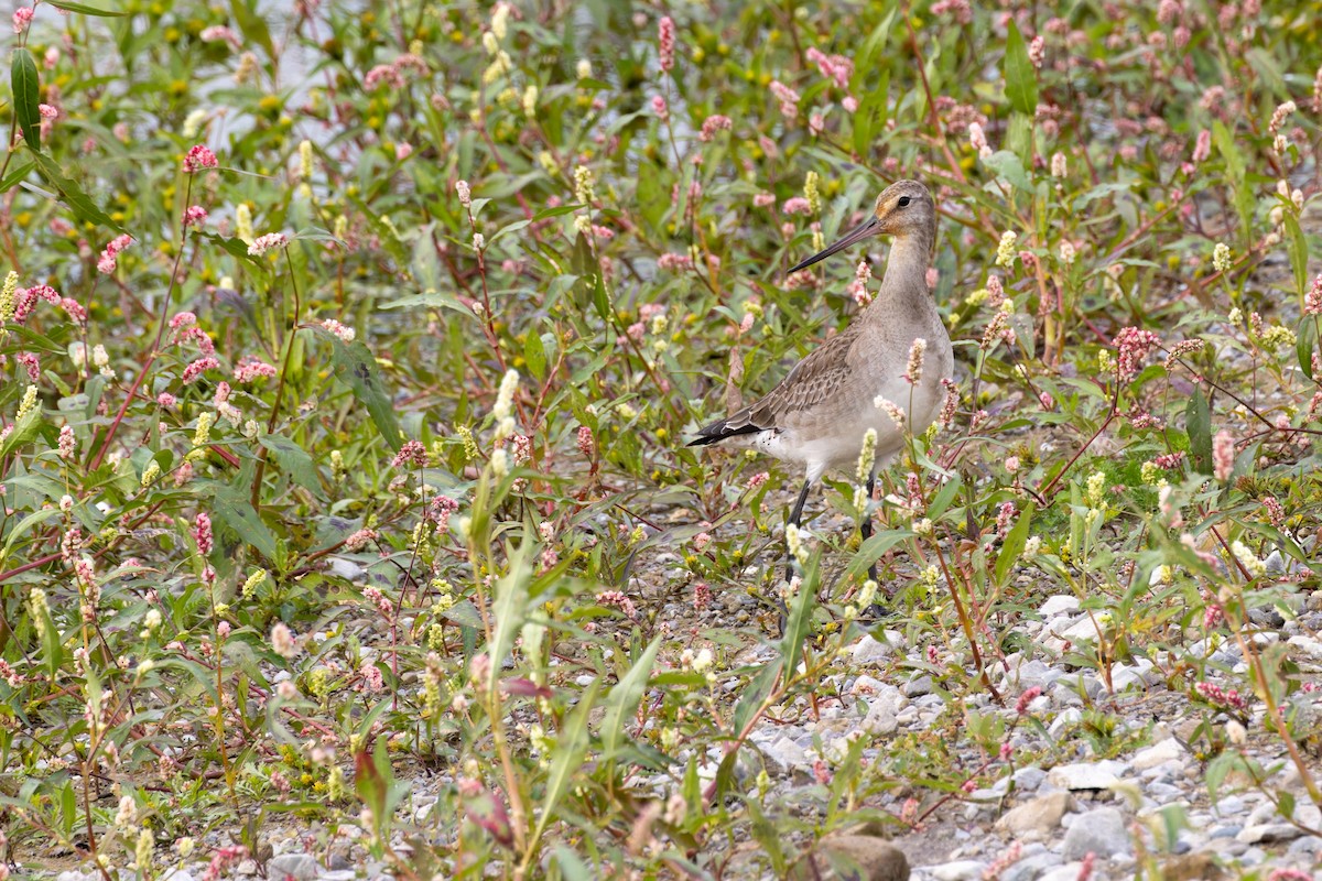 Hudsonian Godwit - ML610154636