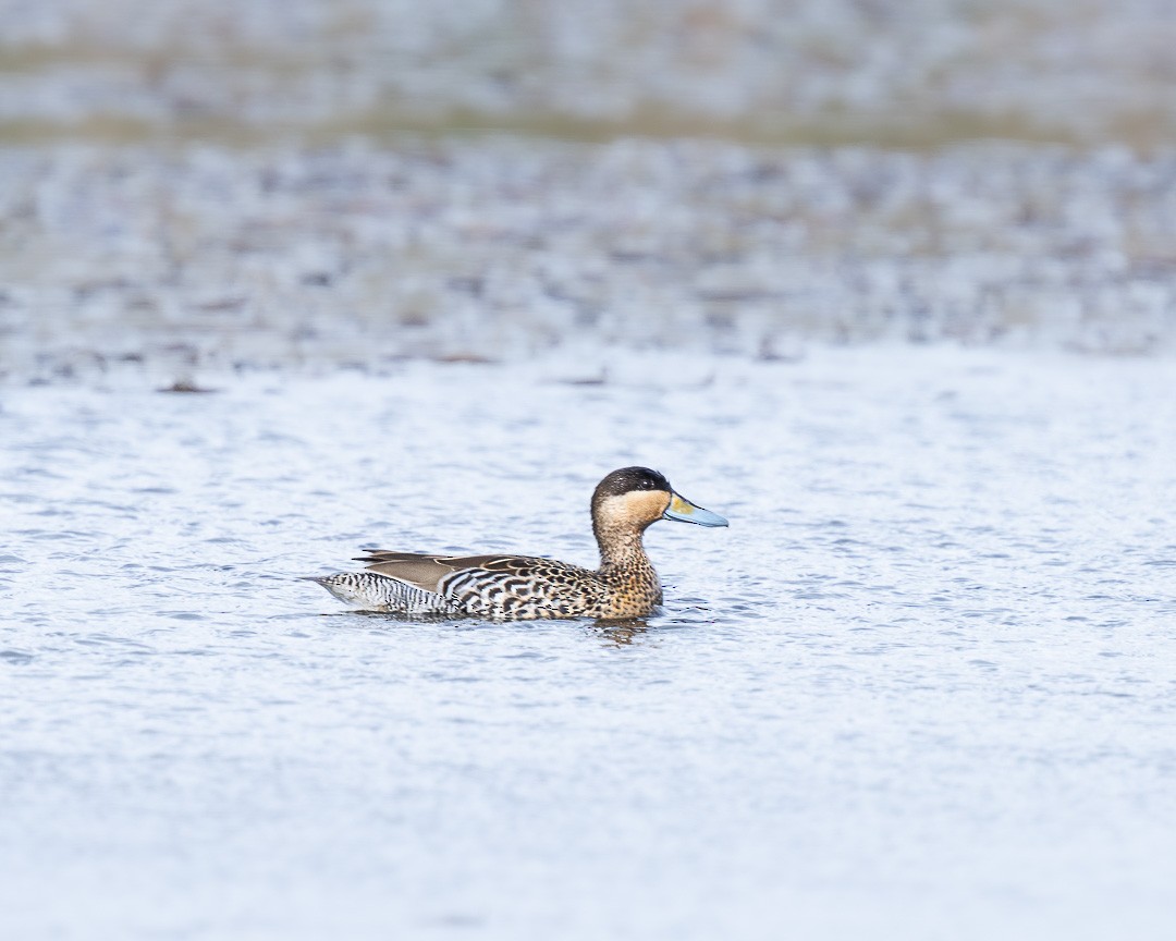 Silver Teal - ML610154735