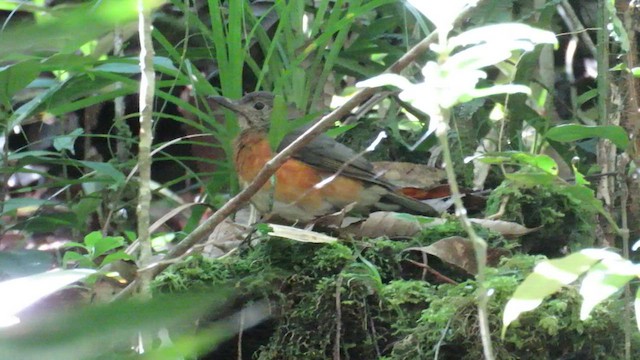 Everett's Thrush - ML610154749