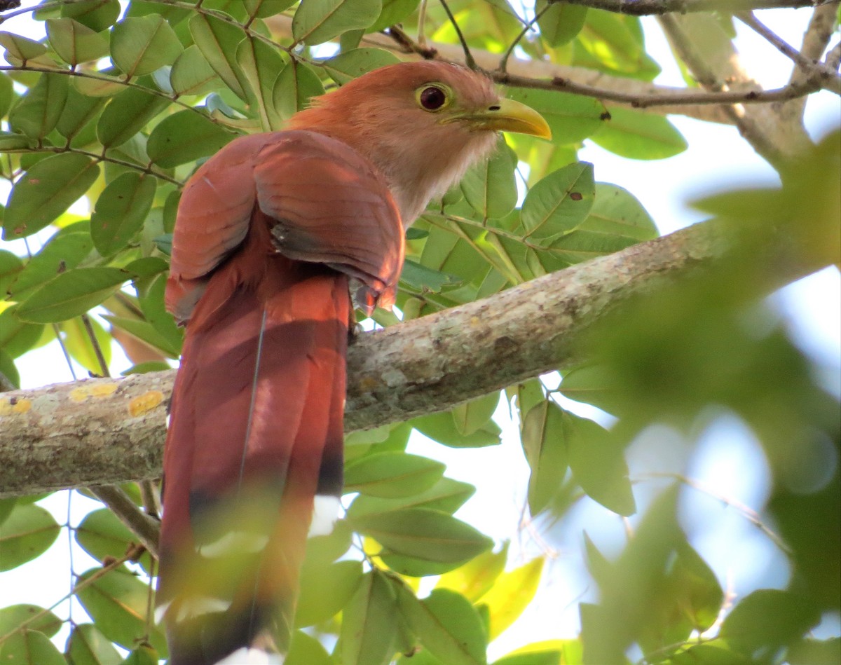Squirrel Cuckoo - Anderson León Natera