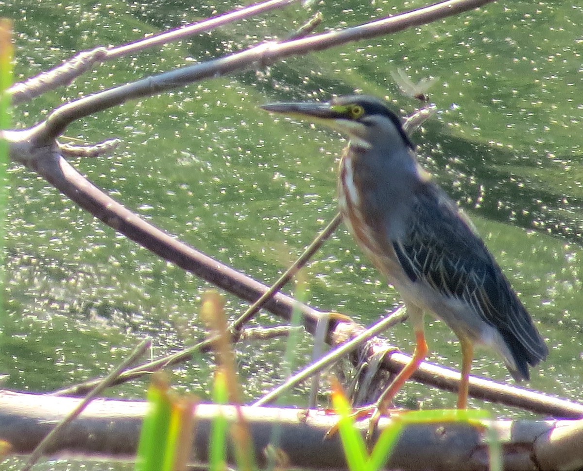 Striated Heron - Anderson León Natera