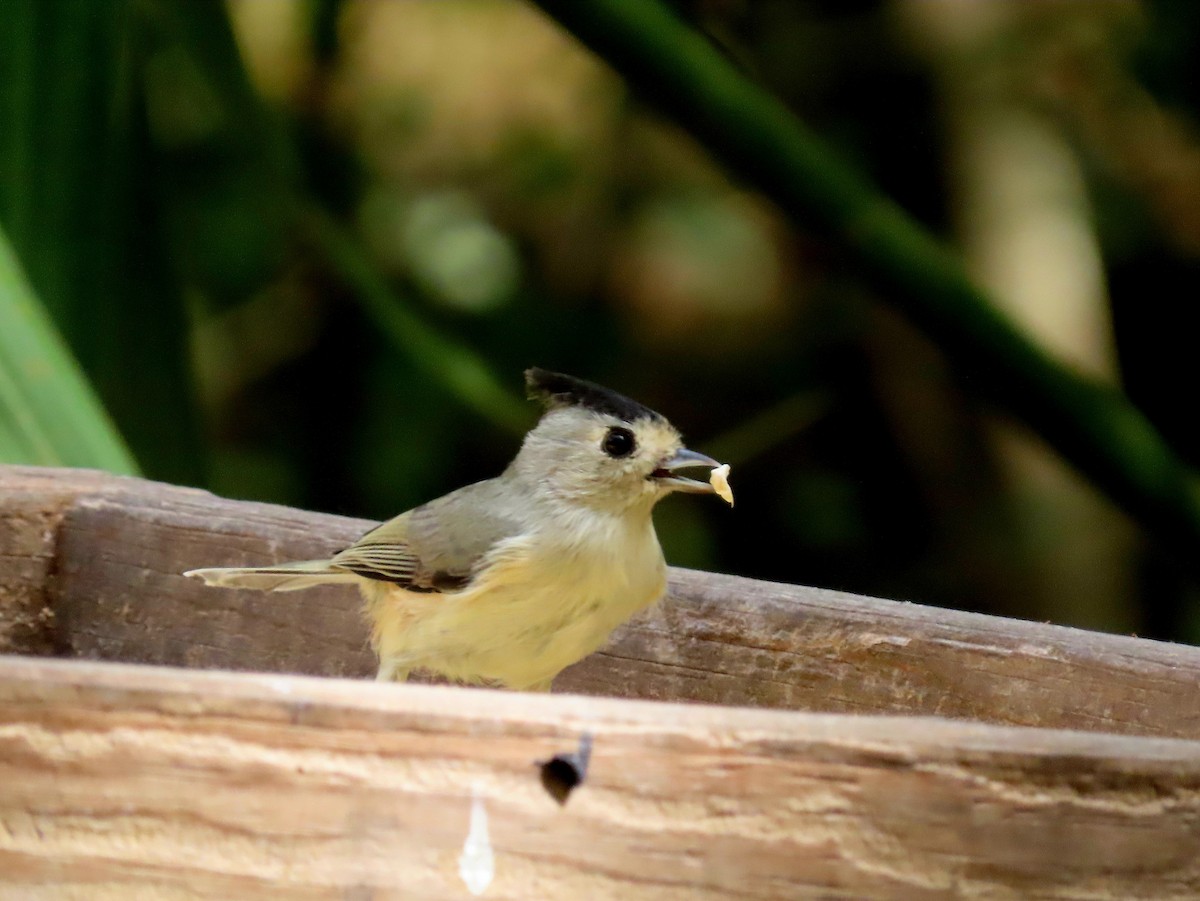 Black-crested Titmouse - ML610154836