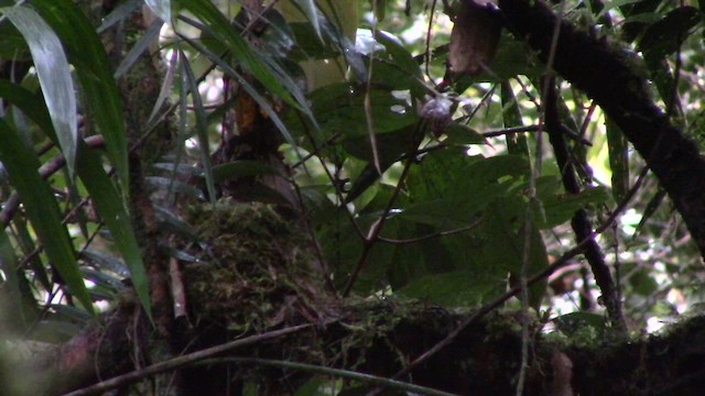 Everett's Thrush - ML610154840