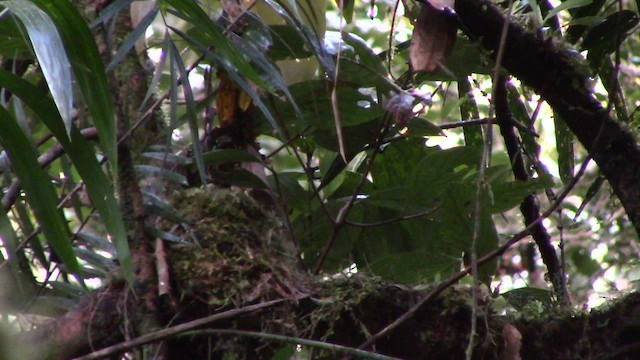 Everett's Thrush - ML610154841