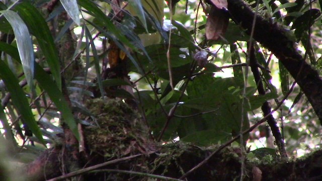 Everett's Thrush - ML610154844