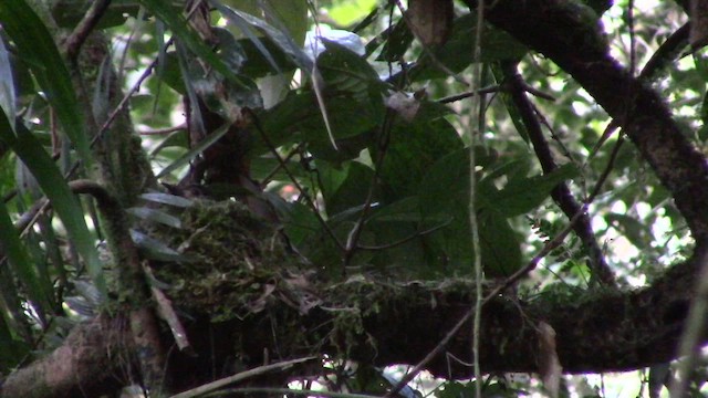 Everett's Thrush - ML610154845