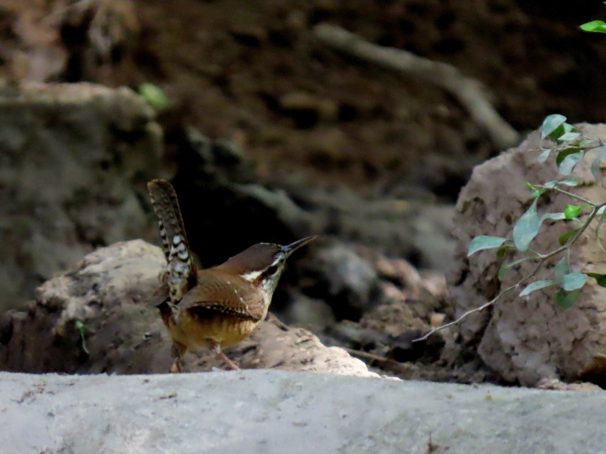 Carolina Wren - Caitlyn Schuchhardt