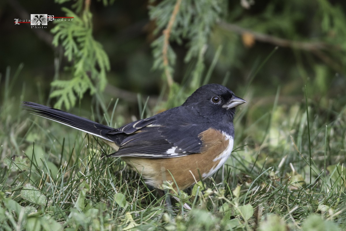 Eastern Towhee - Louis Brodeur